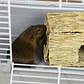 Refugio Cabaña de Pasto para Pequeños Animales  - Miniatura 12