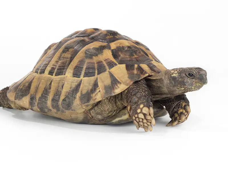 Tortuga mediterránea: guía completa de cuidados, alimentación y hábitat