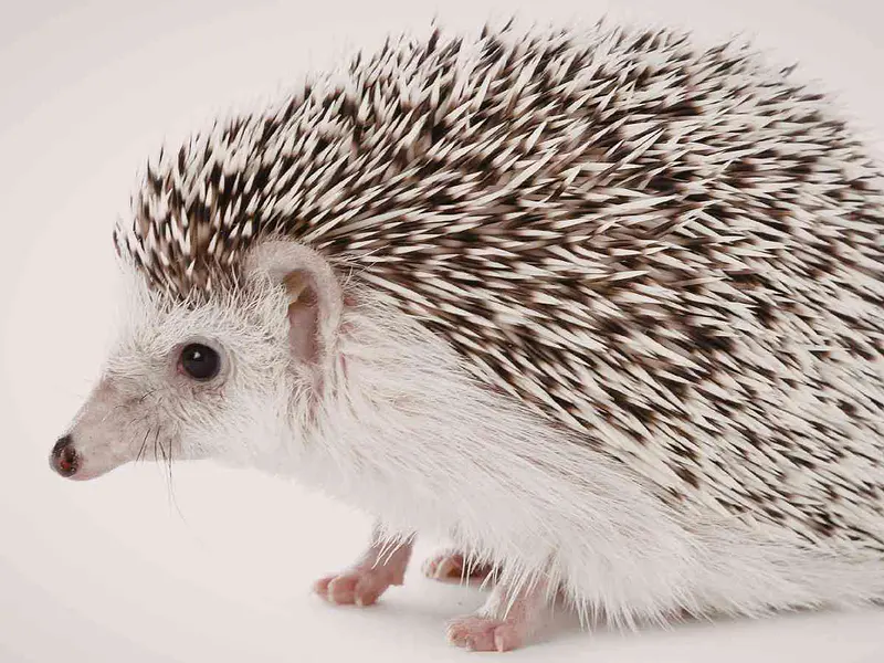 Erizo de tierra como mascota: guía completa para principiantes