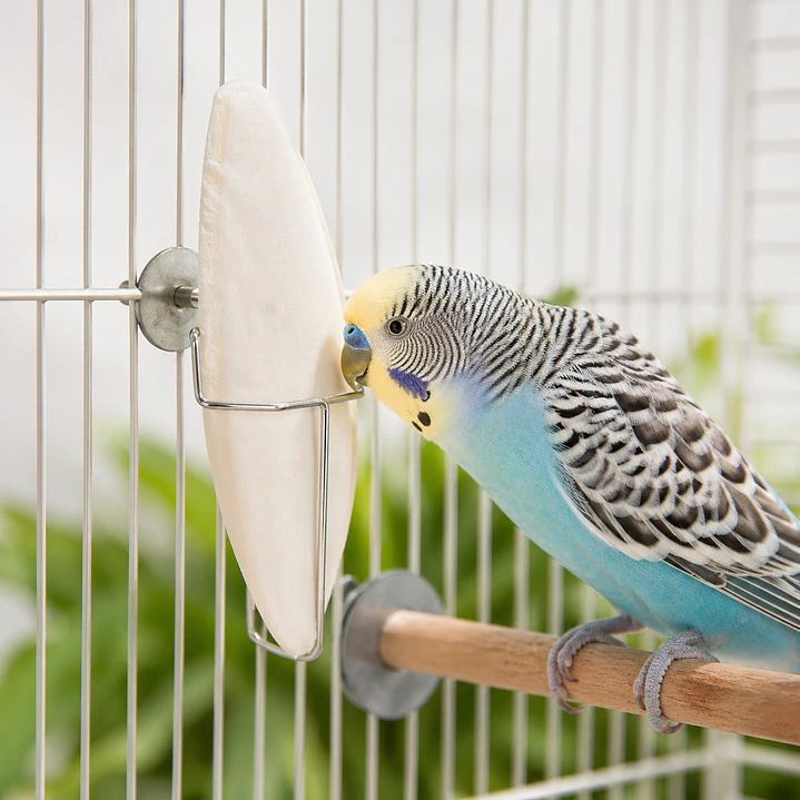 Hueso de Jibia 9-11 cm 2