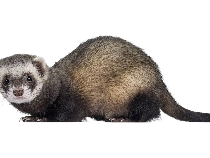 Hurón como mascota: todo lo que debes saber antes de tener uno