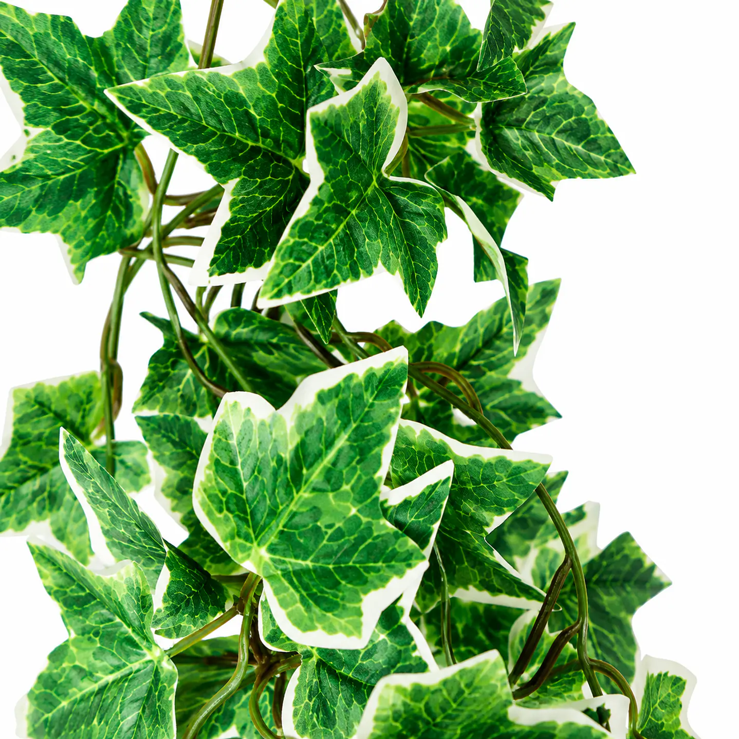 Planta colgante Hiedra NFF-115 1