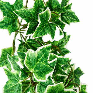 Planta colgante Hiedra NFF-115