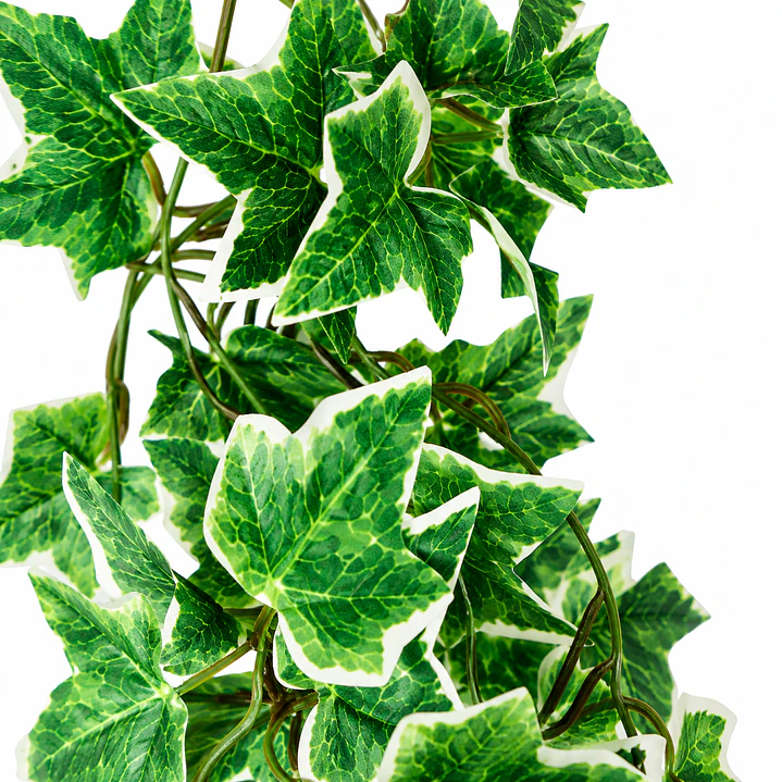 Planta colgante Hiedra NFF-115 1