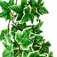 Planta colgante Hiedra NFF-115 - Miniatura 1