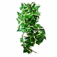 Planta colgante Hiedra NFF-115 - Miniatura 2