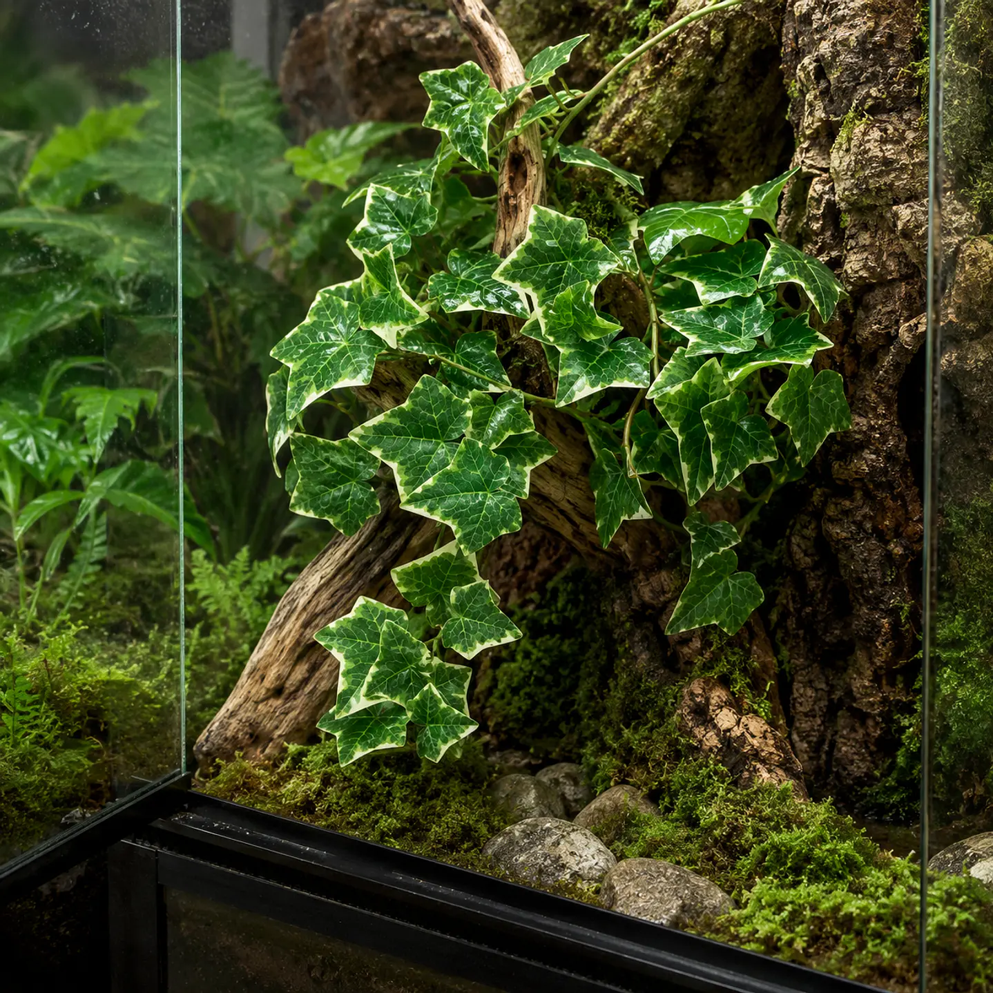 Planta colgante Hiedra NFF-115 3