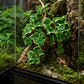 Planta colgante Hiedra NFF-115 - Miniatura 3