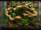 Liana Flexible Decorativa para Terrarios – 120 cm - Miniatura 2