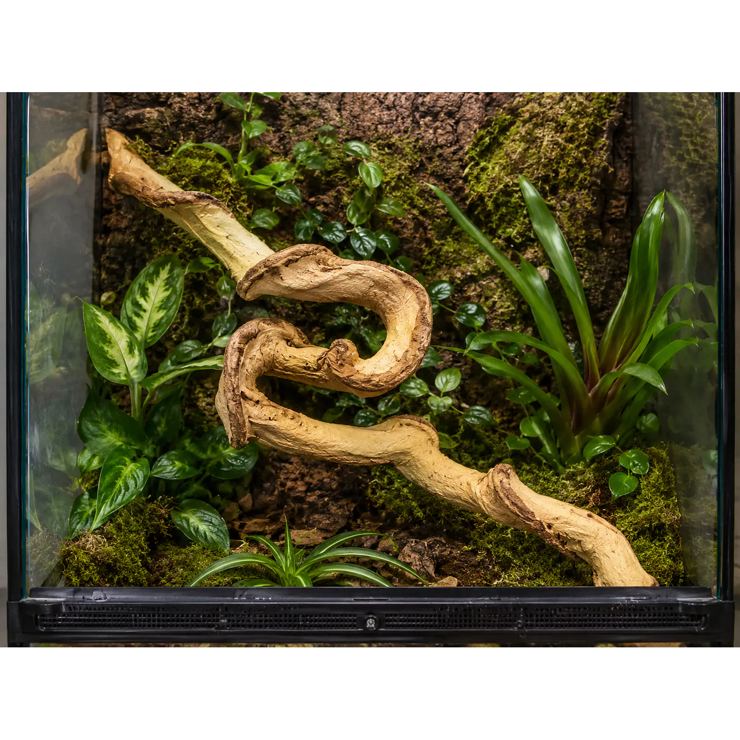 Liana Flexible Decorativa para Terrarios – 120 cm 4