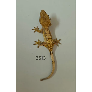 Gecko Crestado (Correlophus ciliatus)