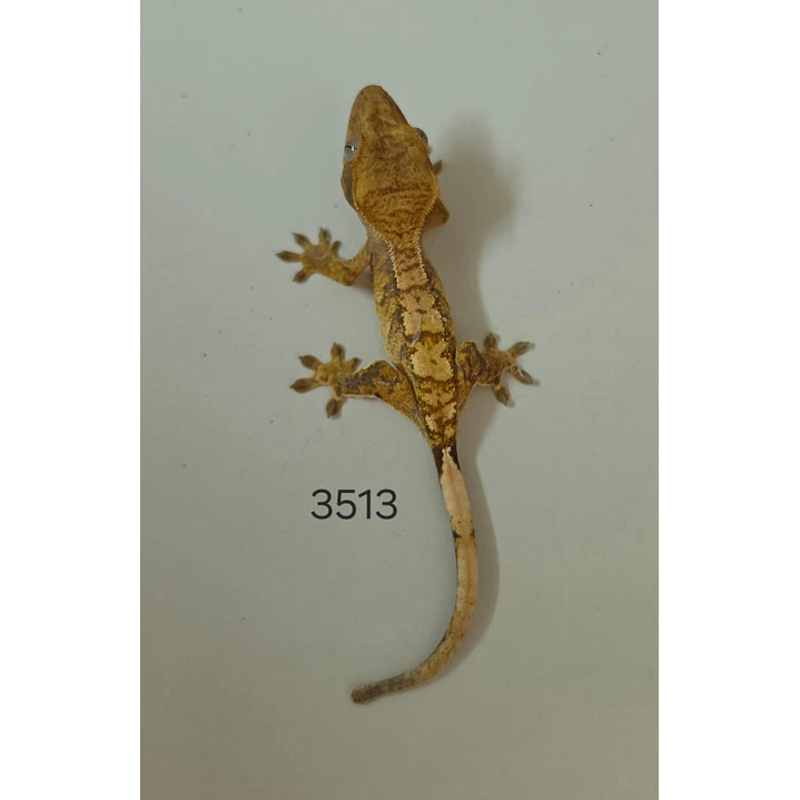 Gecko Crestado (Correlophus ciliatus) 1