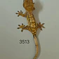 Gecko Crestado (Correlophus ciliatus) - Miniatura 1
