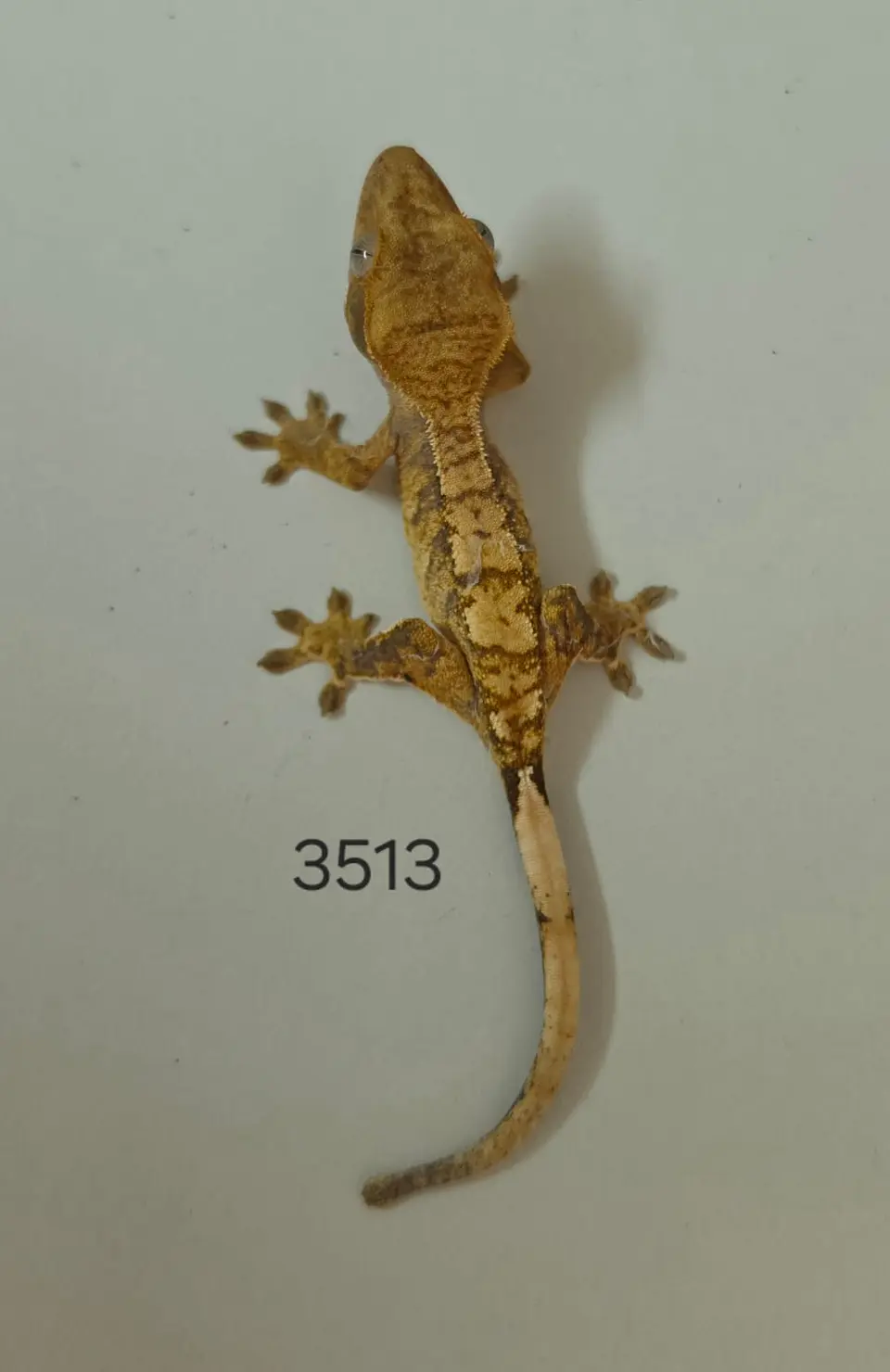 Gecko Crestado (Correlophus ciliatus) 1