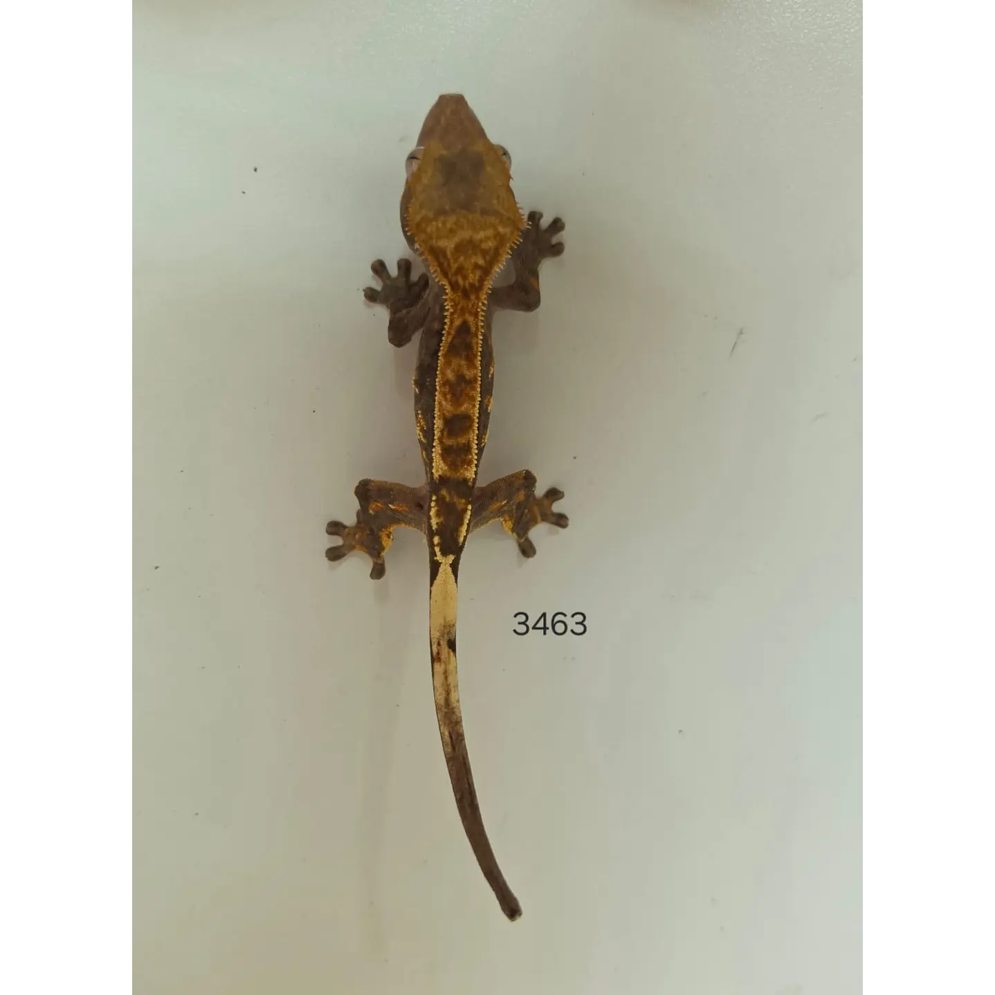 Gecko Crestado (Correlophus ciliatus) 5