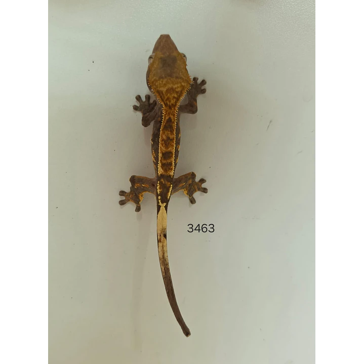 Gecko Crestado (Correlophus ciliatus) 5