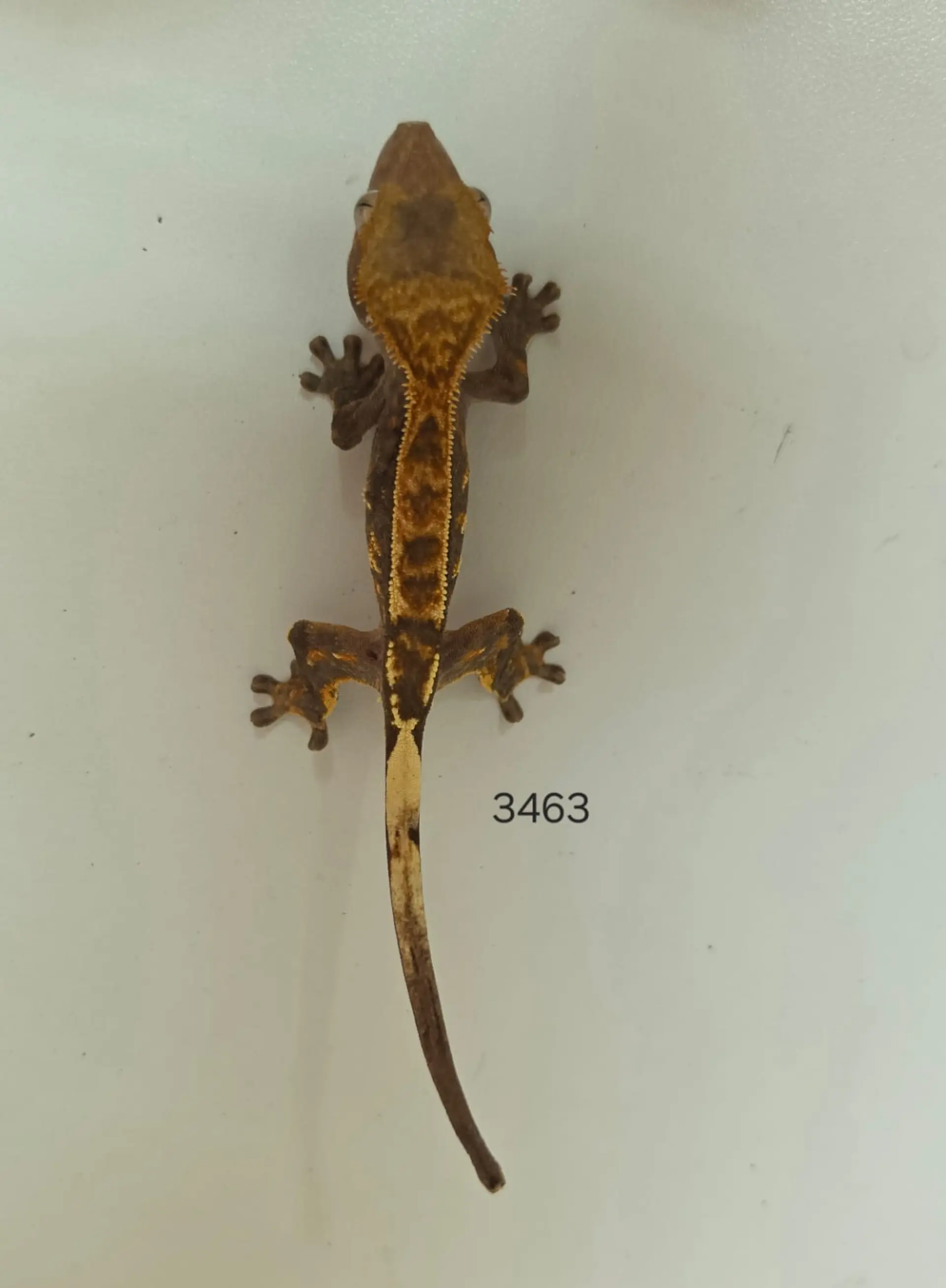 Gecko Crestado (Correlophus ciliatus) 3