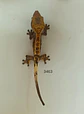 Gecko Crestado (Correlophus ciliatus) - Miniatura 3