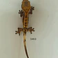 Gecko Crestado (Correlophus ciliatus) - Miniatura 5