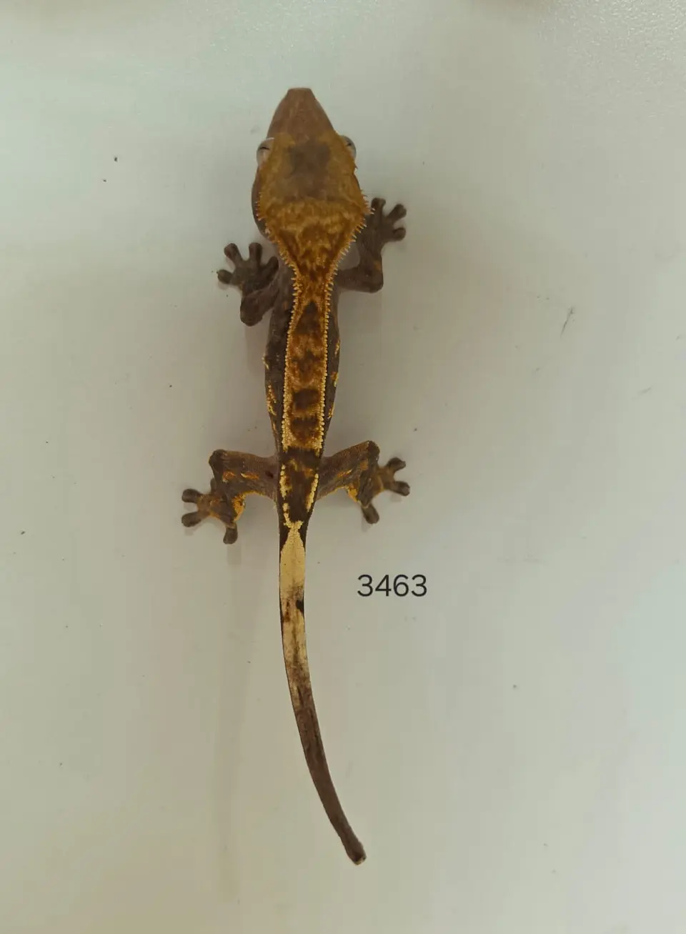 Gecko Crestado (Correlophus ciliatus) 3