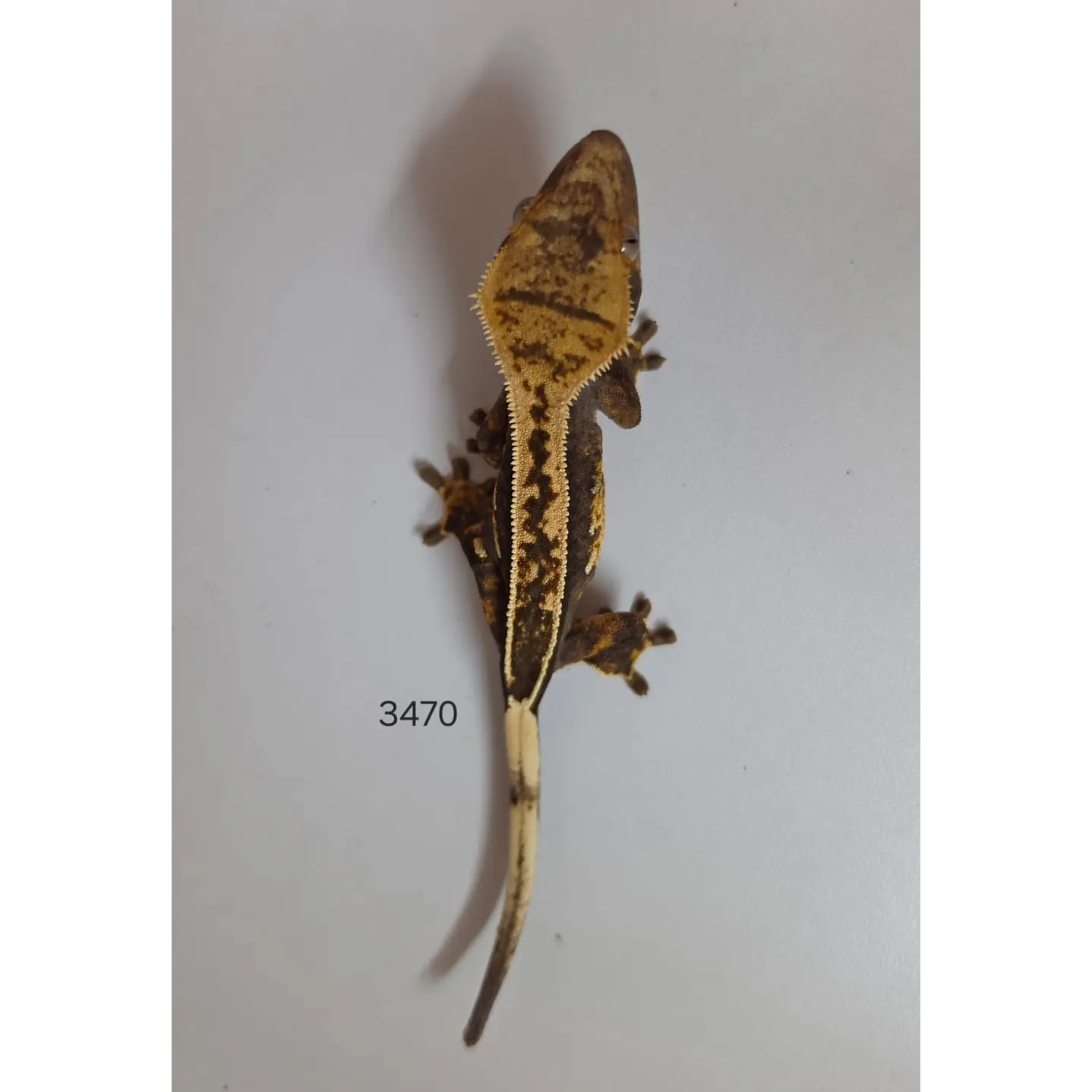 Gecko Crestado (Correlophus ciliatus) 4