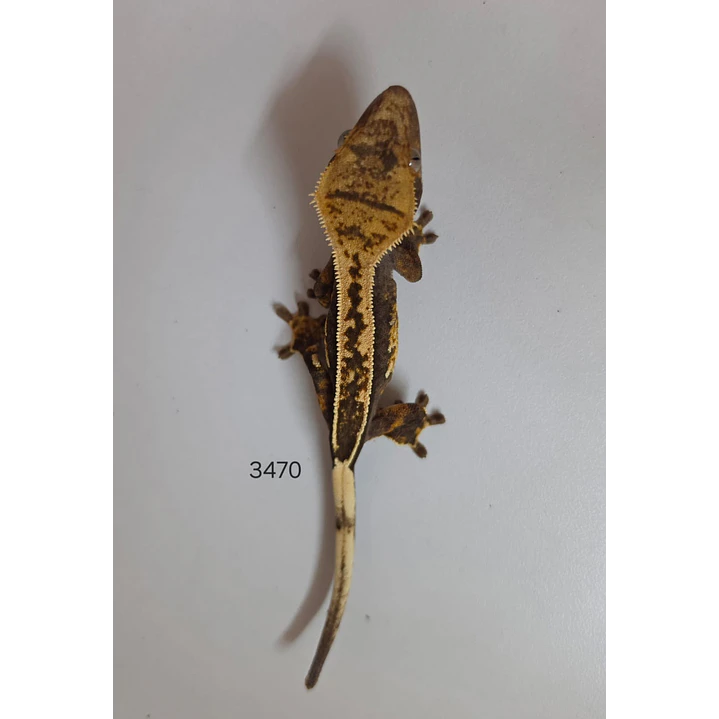 Gecko Crestado (Correlophus ciliatus) 4