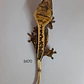 Gecko Crestado (Correlophus ciliatus) - Miniatura 4