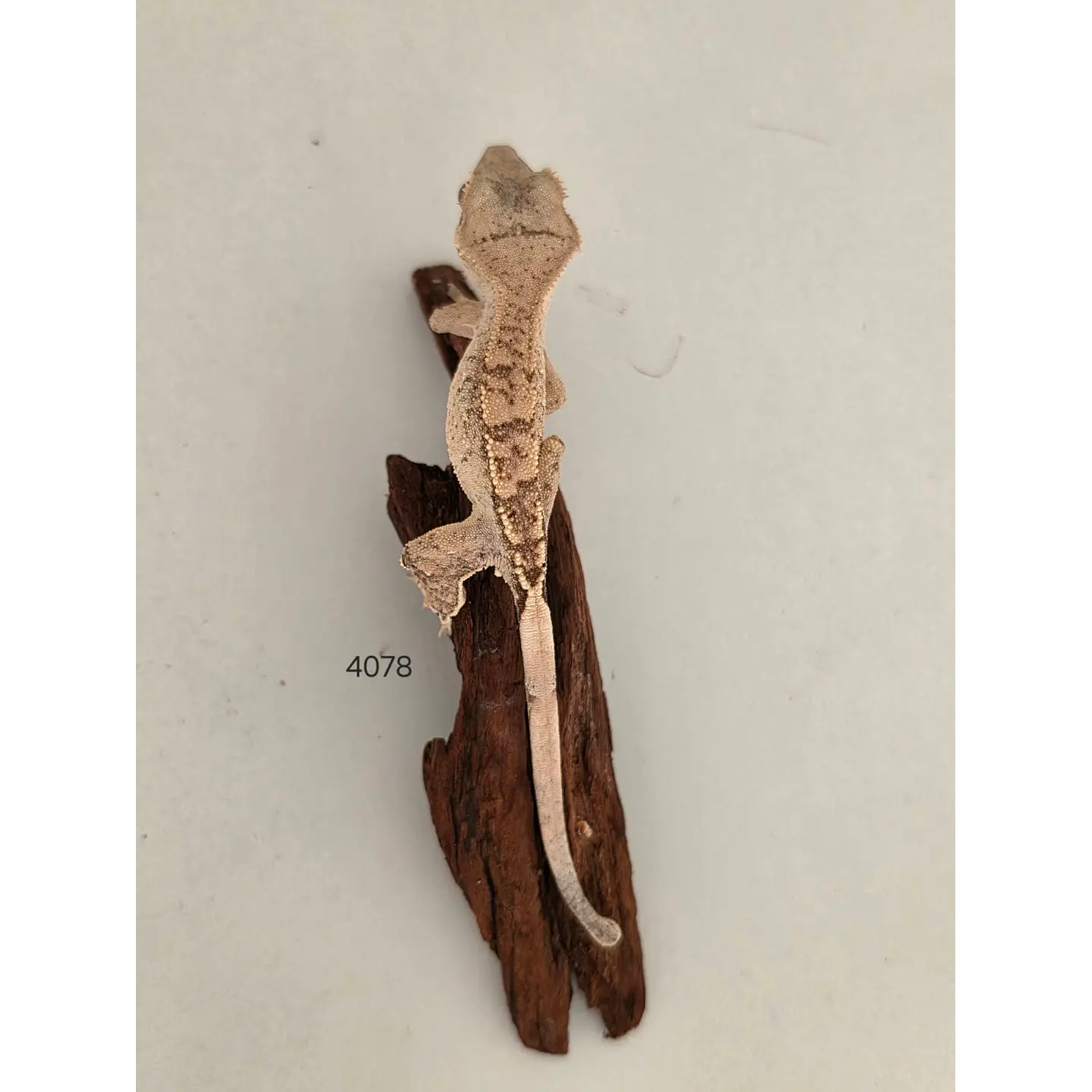 Gecko Crestado (Correlophus ciliatus) 3
