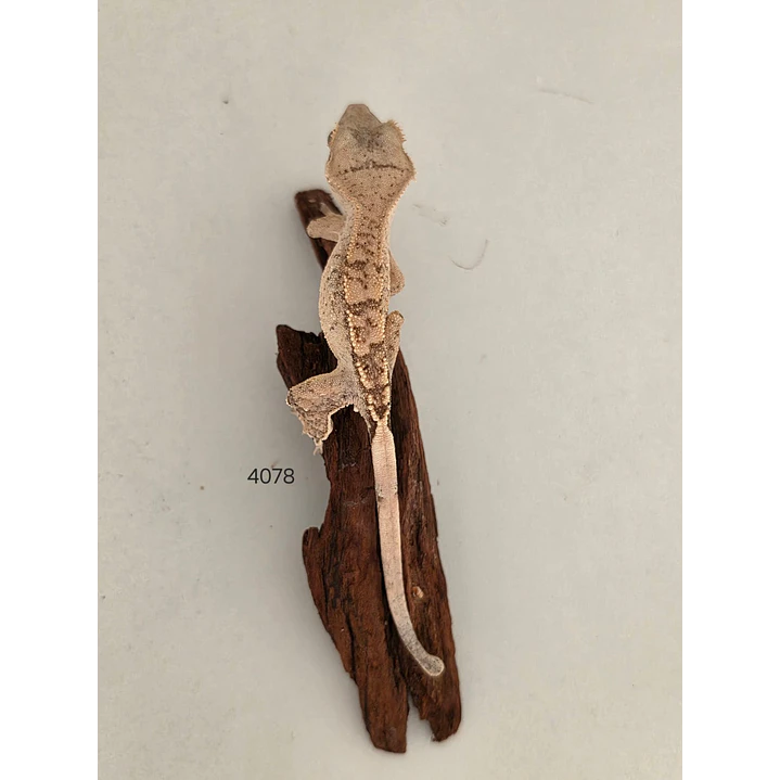 Gecko Crestado (Correlophus ciliatus) 3