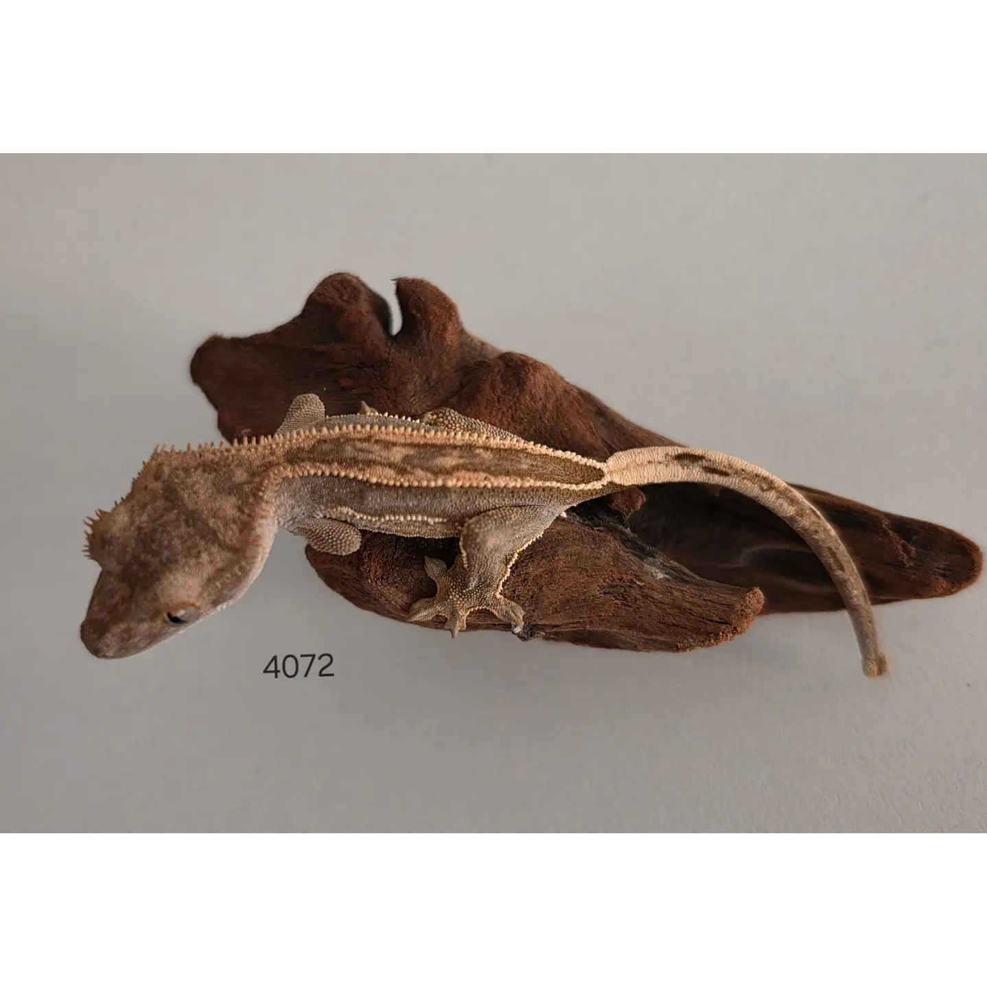 Gecko Crestado (Correlophus ciliatus) 2