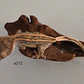 Gecko Crestado (Correlophus ciliatus) - Miniatura 2