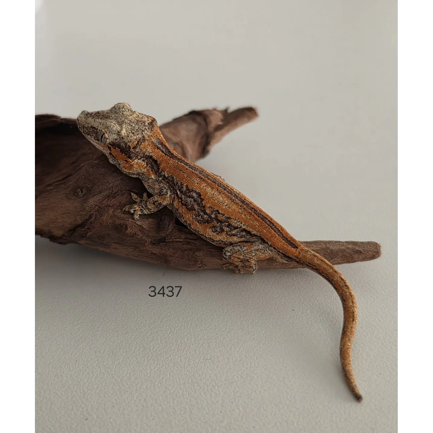 Gecko Gargola (Rhacodactylus auriculatus) 1