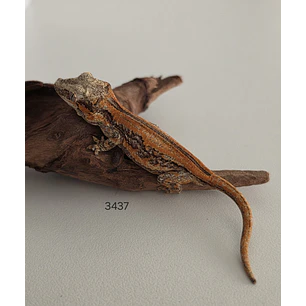 Gecko Gargola (Rhacodactylus auriculatus)