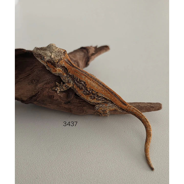 Gecko Gargola (Rhacodactylus auriculatus) 1