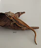 Gecko Gargola (Rhacodactylus auriculatus) - Miniatura 1