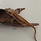 Gecko Gargola (Rhacodactylus auriculatus) - Miniatura 1
