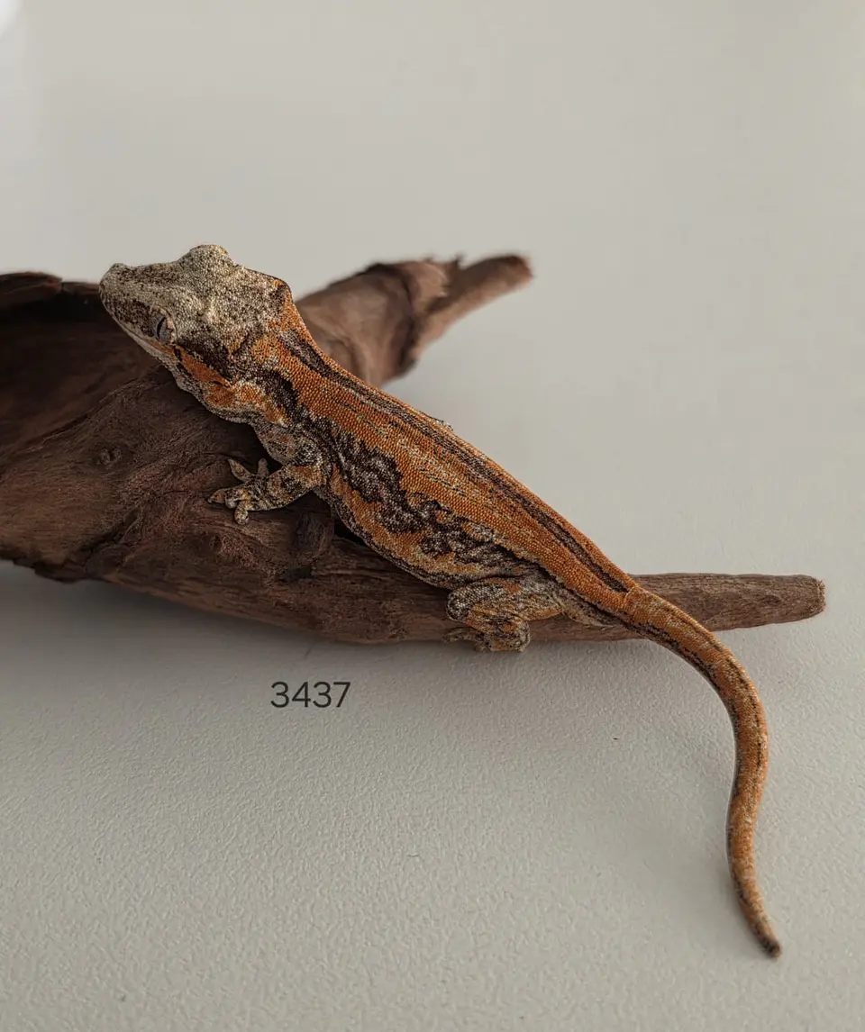 Gecko Gargola (Rhacodactylus auriculatus) 1