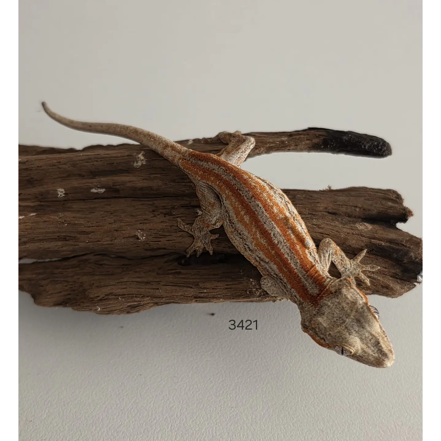 Gecko Gargola (Rhacodactylus auriculatus) 2