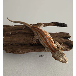 Gecko Gargola (Rhacodactylus auriculatus)