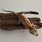 Gecko Gargola (Rhacodactylus auriculatus) - Miniatura 2