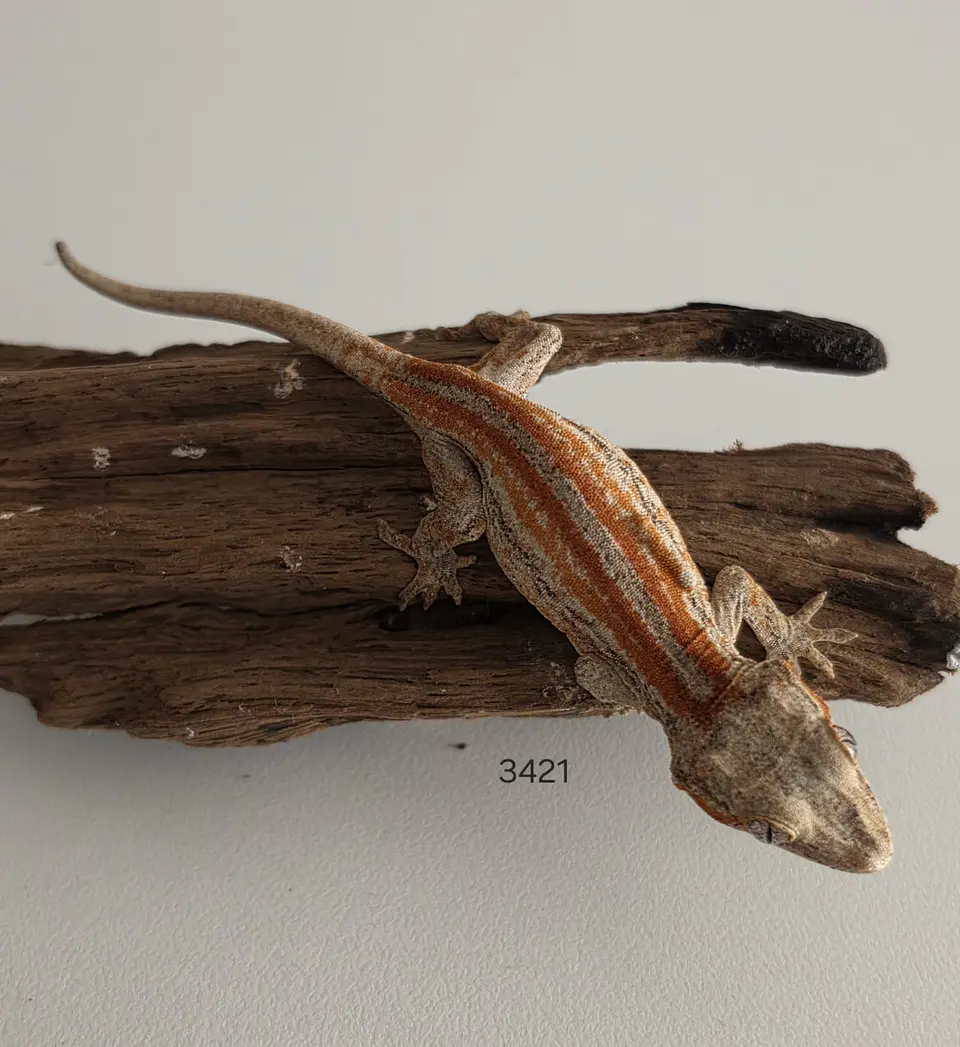 Gecko Gargola (Rhacodactylus auriculatus) 2