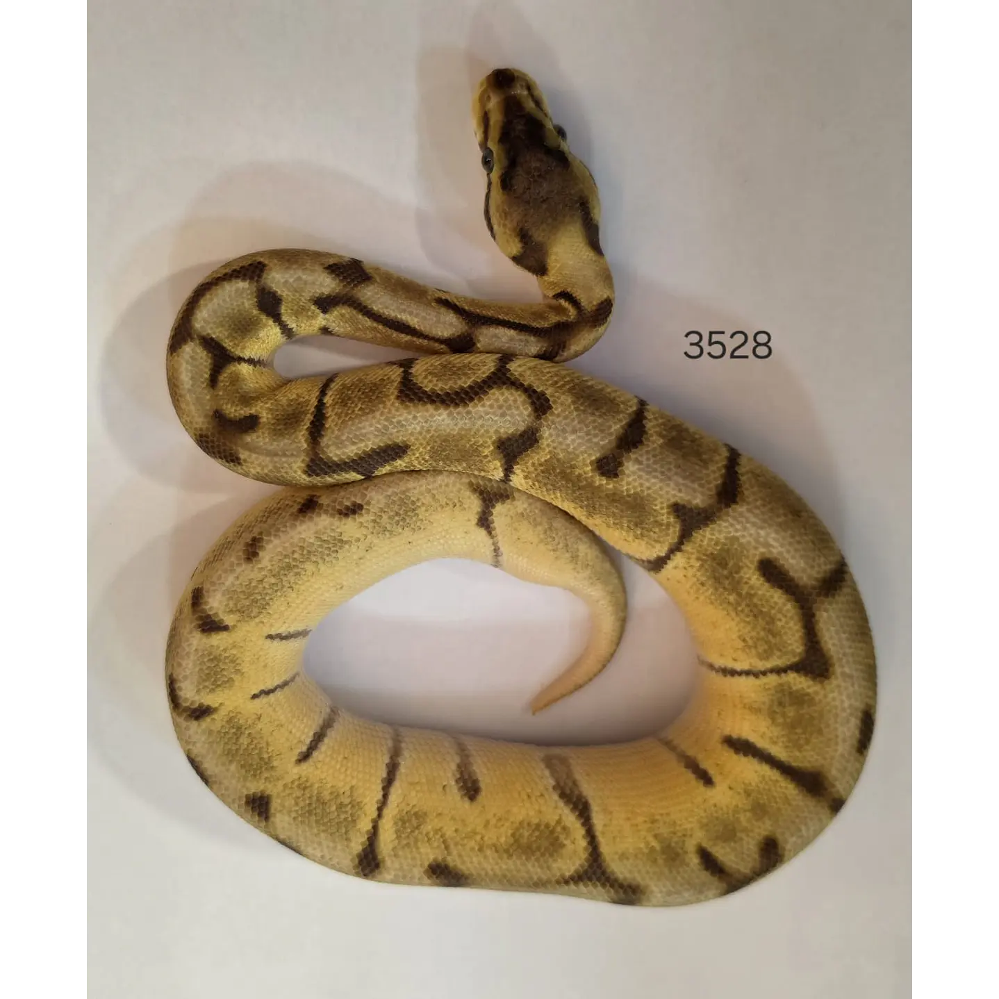 Pitón Regius Special Enchi Spider Mojave 1