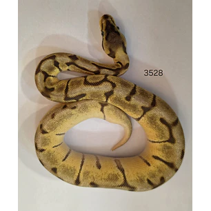 Pitón Regius Special Enchi Spider Mojave