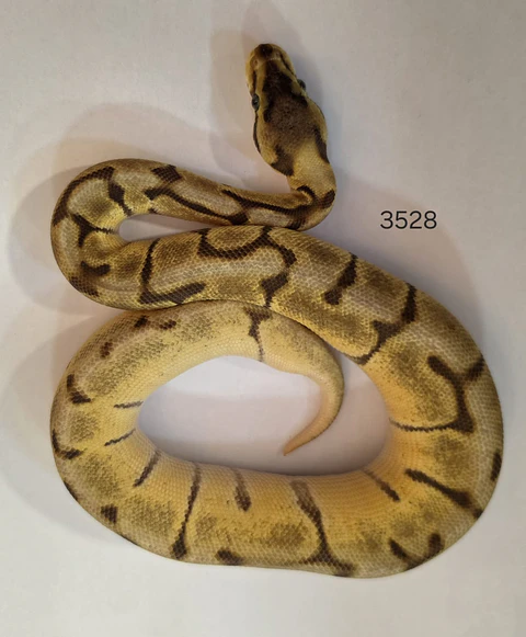 Pitón Regius Special Enchi Spider Mojave