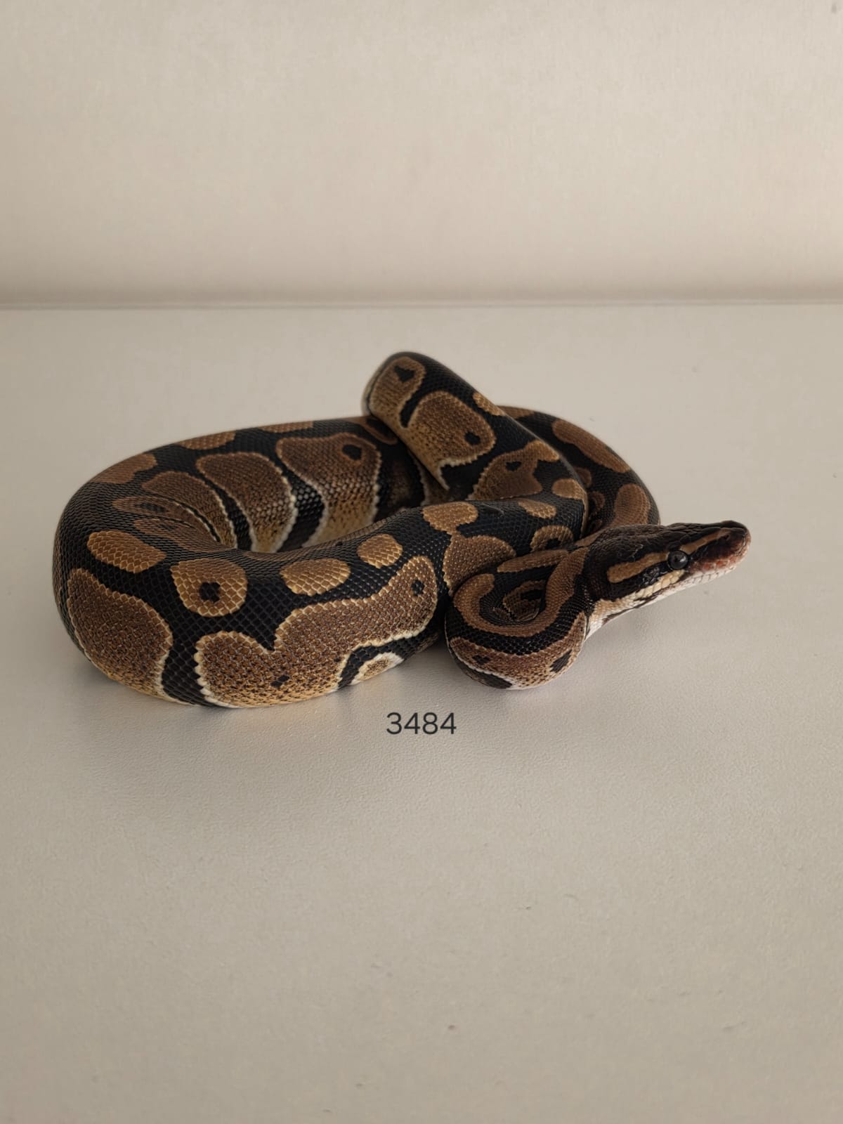 Pitón Regius Heterocigota Desert Ghost