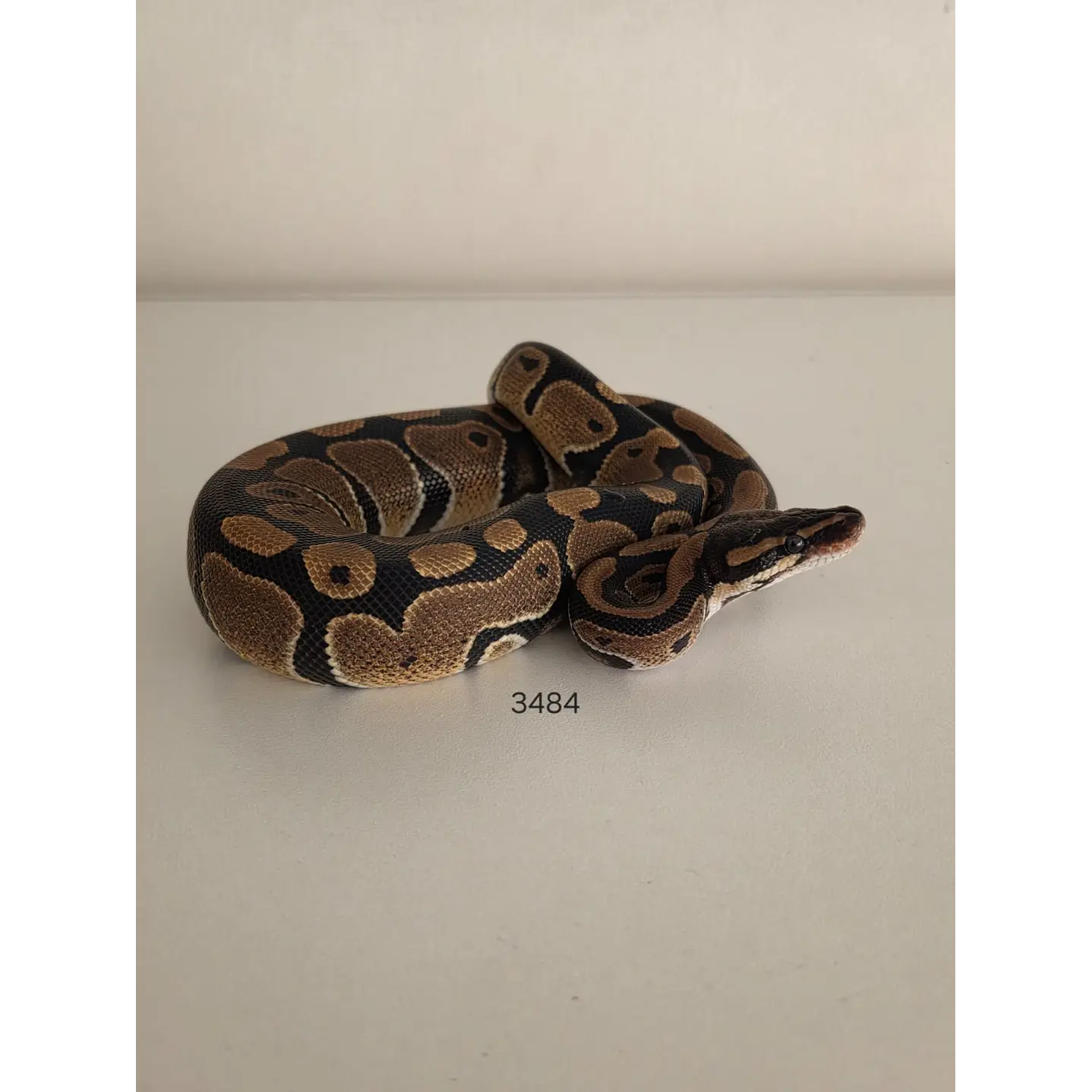 Pitón Regius Heterocigota Desert Ghost 1
