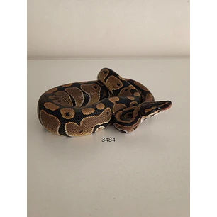Pitón Regius Heterocigota Desert Ghost