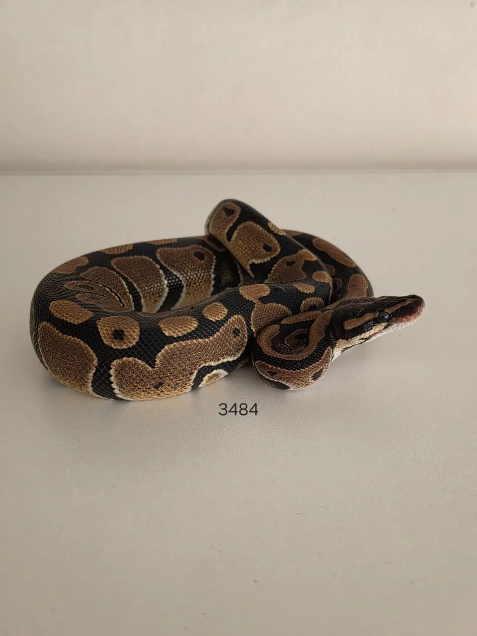 Pitón Regius Heterocigota Desert Ghost 1