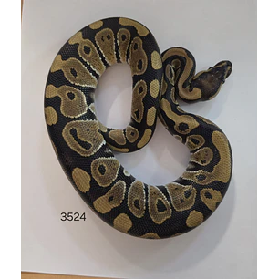 Pitón Regius Heterocigota Desert Ghost