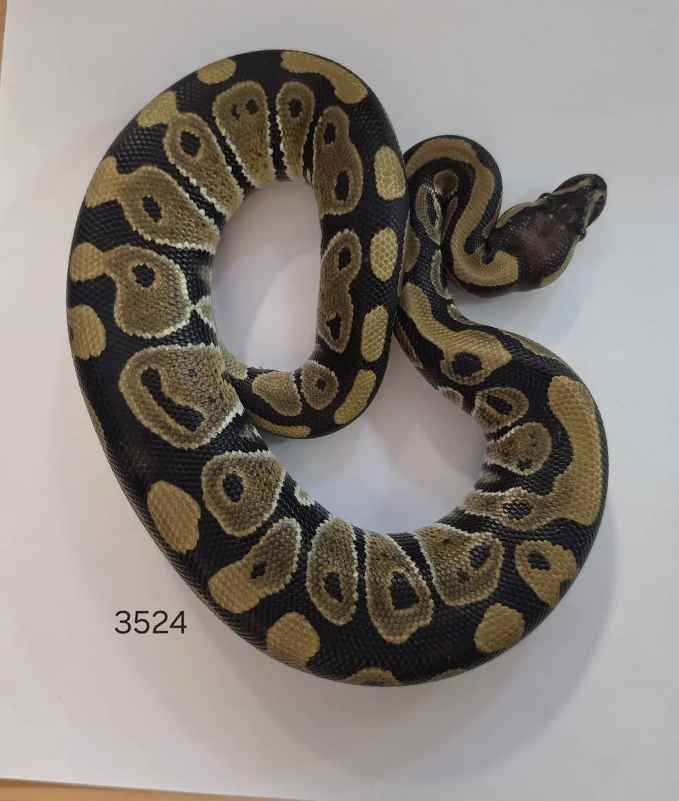 Pitón Regius Heterocigota Desert Ghost 2